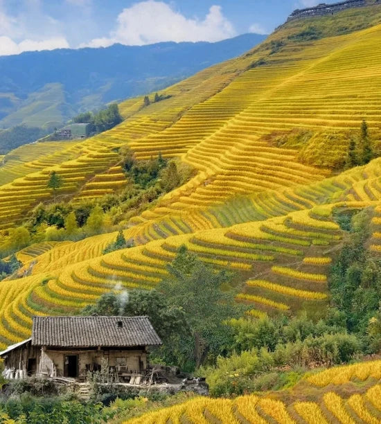 Longji Rice Terraces